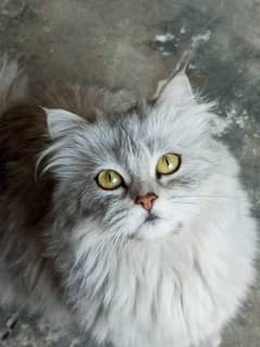 Persian