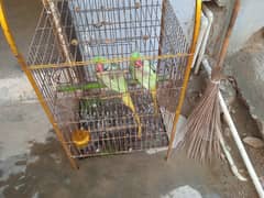 new male