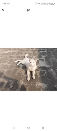 Kitten