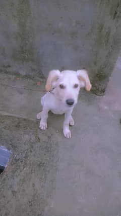 a good condition 4 months dog