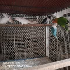 lover bird fisher for sale