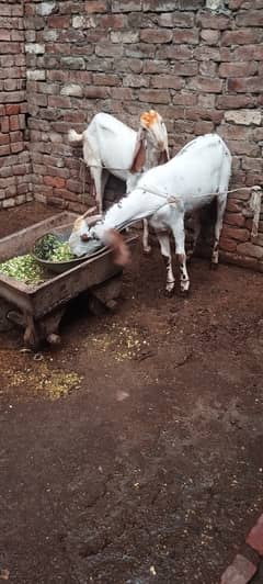 Makhi Cheena Bakra for sale