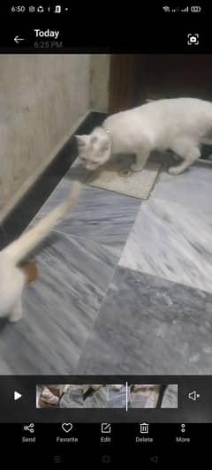 Cats for sale Persian