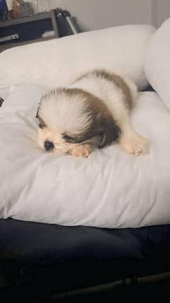 Shihtzu Puppy (Toy Dog Breed)