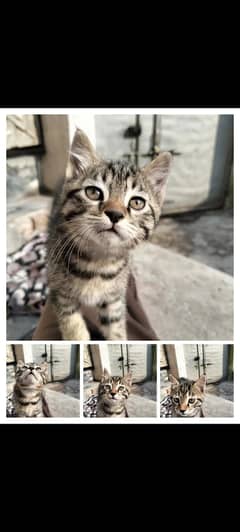 4 Male and 1 female Cat Babies Available (2.5 months)