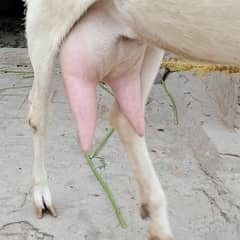 Golabi