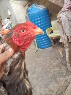 aseel high quality murga