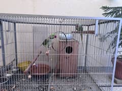 Raw parrot hand tamed with cage for sale