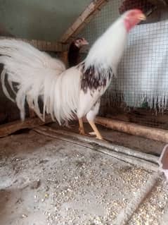 Plum Head Parrots /Yokohama Long tail/ Dasi Roster (Murgha)