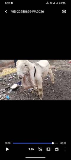 kajla chatra age 3 month