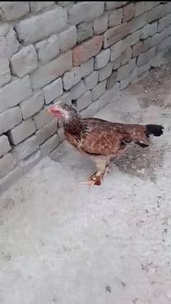 Aseel