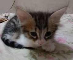 Kitten