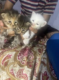 5 kitten available male female