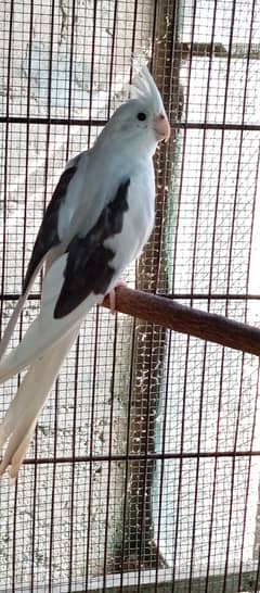 vpied cocktail cockatiel