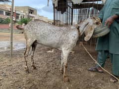 Pure makka chiini bakri