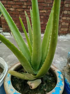 alovera for sale
