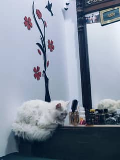 Cate