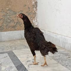 aseel/hen aseel/murgi desi/hen aseel/chicks kurk/hen aseel/murga/choza