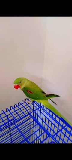 Pahari