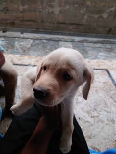 Labrador