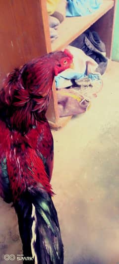 aseel male
