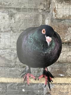 15 Pigeons + Cage