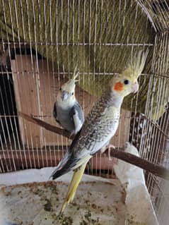 cocktail breeder pair and creamino