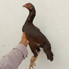 aseel/hen