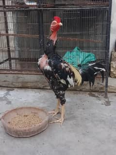 Aseel black jawa