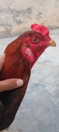ye