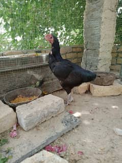Kurhak