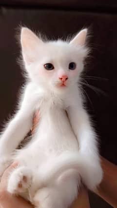 Persian babies