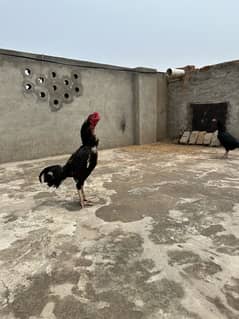 aseel amroha