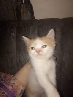 Persian cats