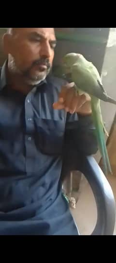handtame ringneck male