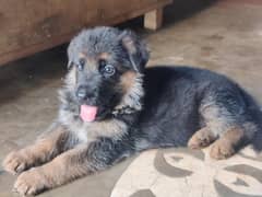 fimale puppy for sale
