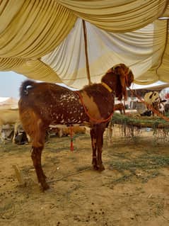 Breeder Bakra for sale