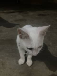 persian kitten