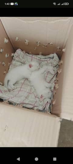 Fluffy & Fun Persian Kittens – Pair for Sale