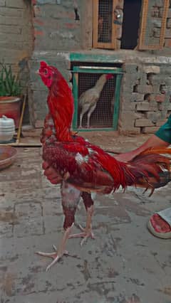 mianwali