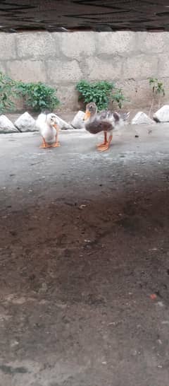 DUCKLING