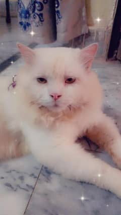 Persian Male Cat available for sale