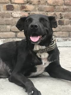 Labra female dog friendly