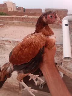 Aseel hen