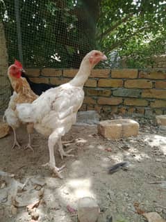 Qandhari Long height madi Heera aseel