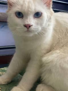 Persian Cat| White Persian cat