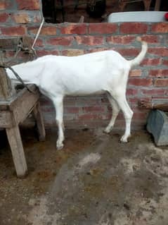 desi bakra for sale  weight 38 to 40 kg  andal ha