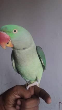 kashmiri