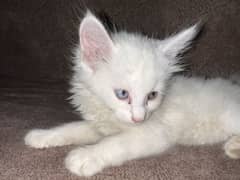 Persian