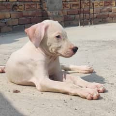 Bull Dog Female puppy